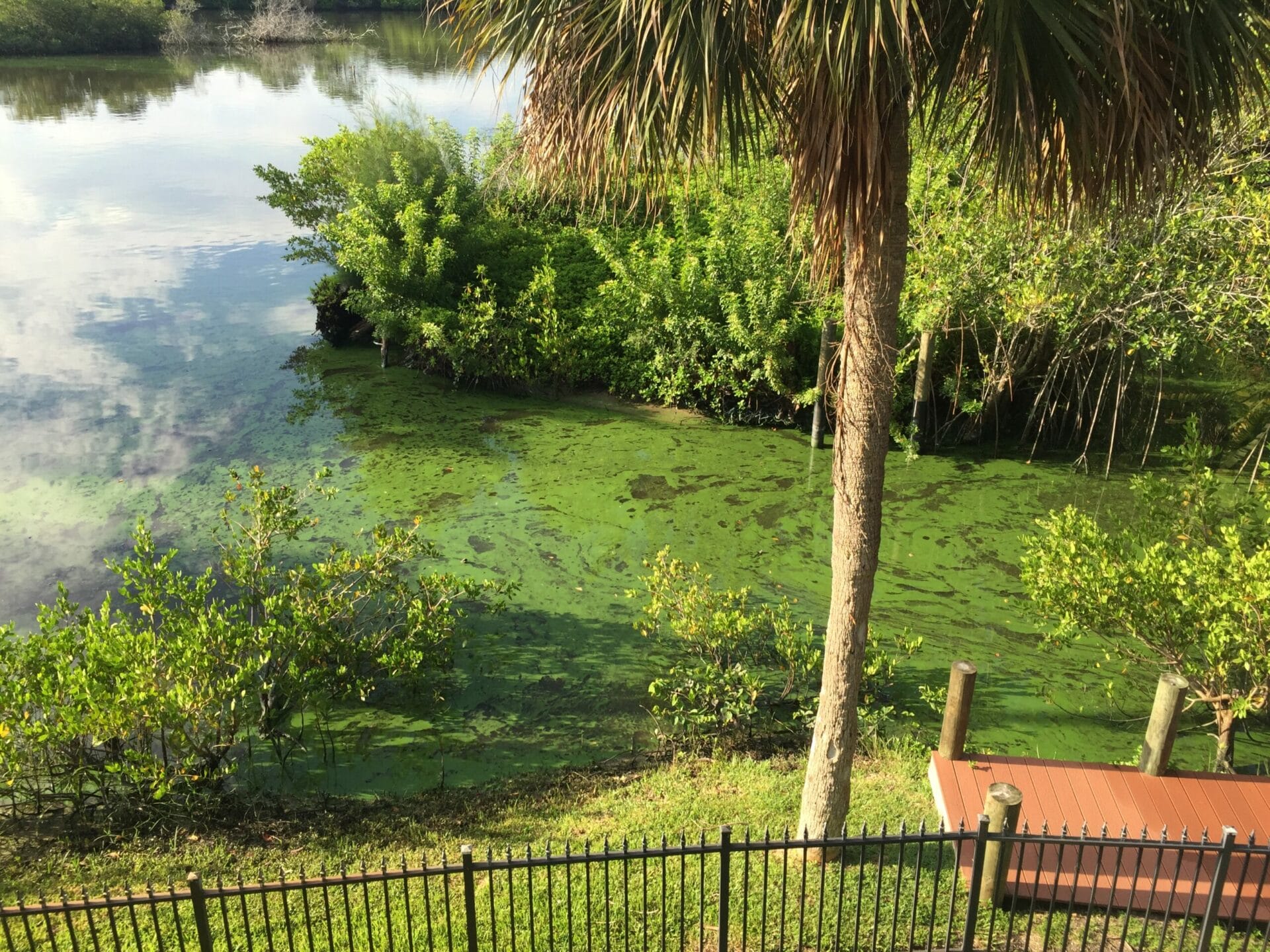 algae in Palm City