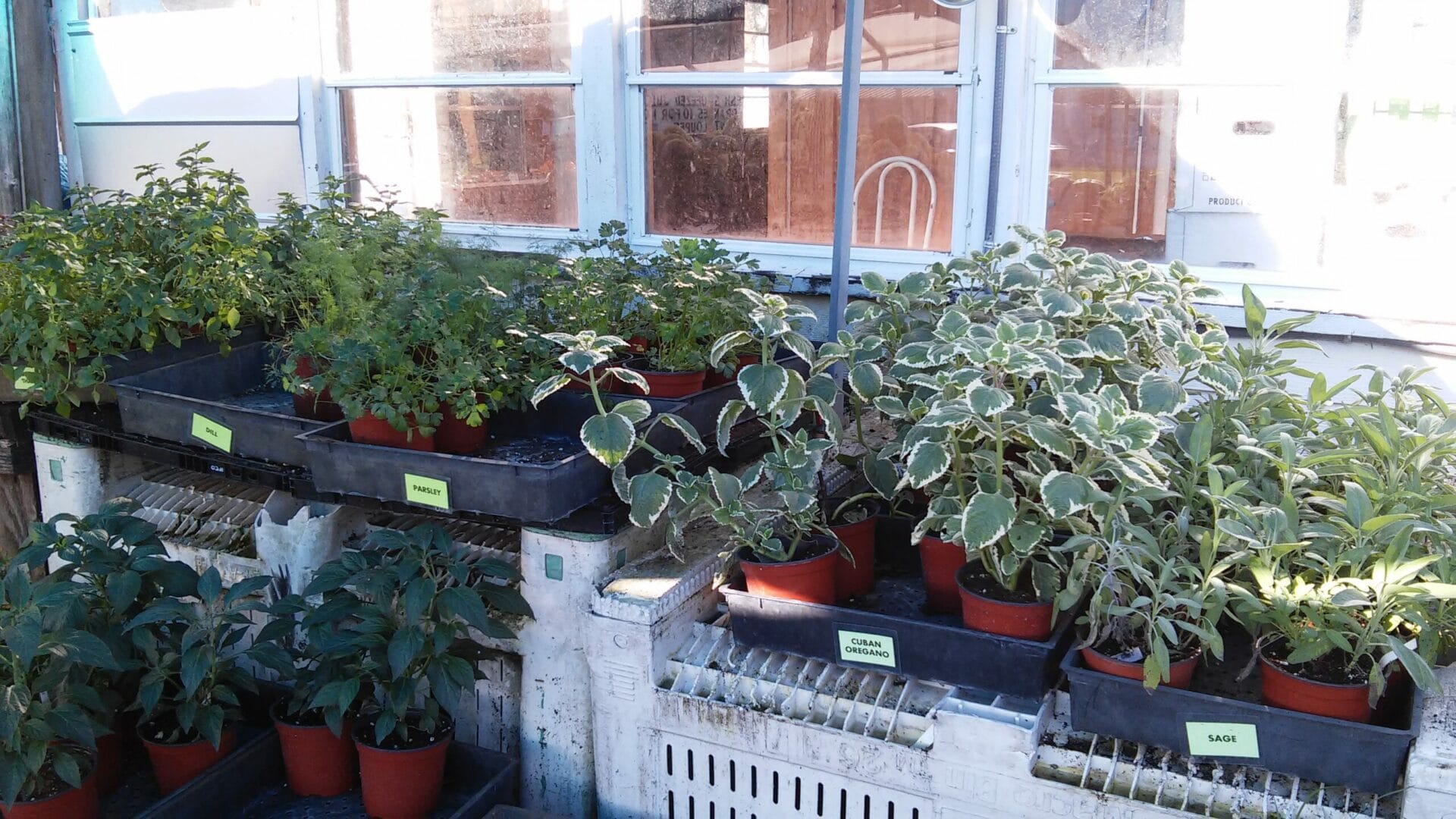 Spice up Your Container Gardens with Herbs. - TreasureCoast.com