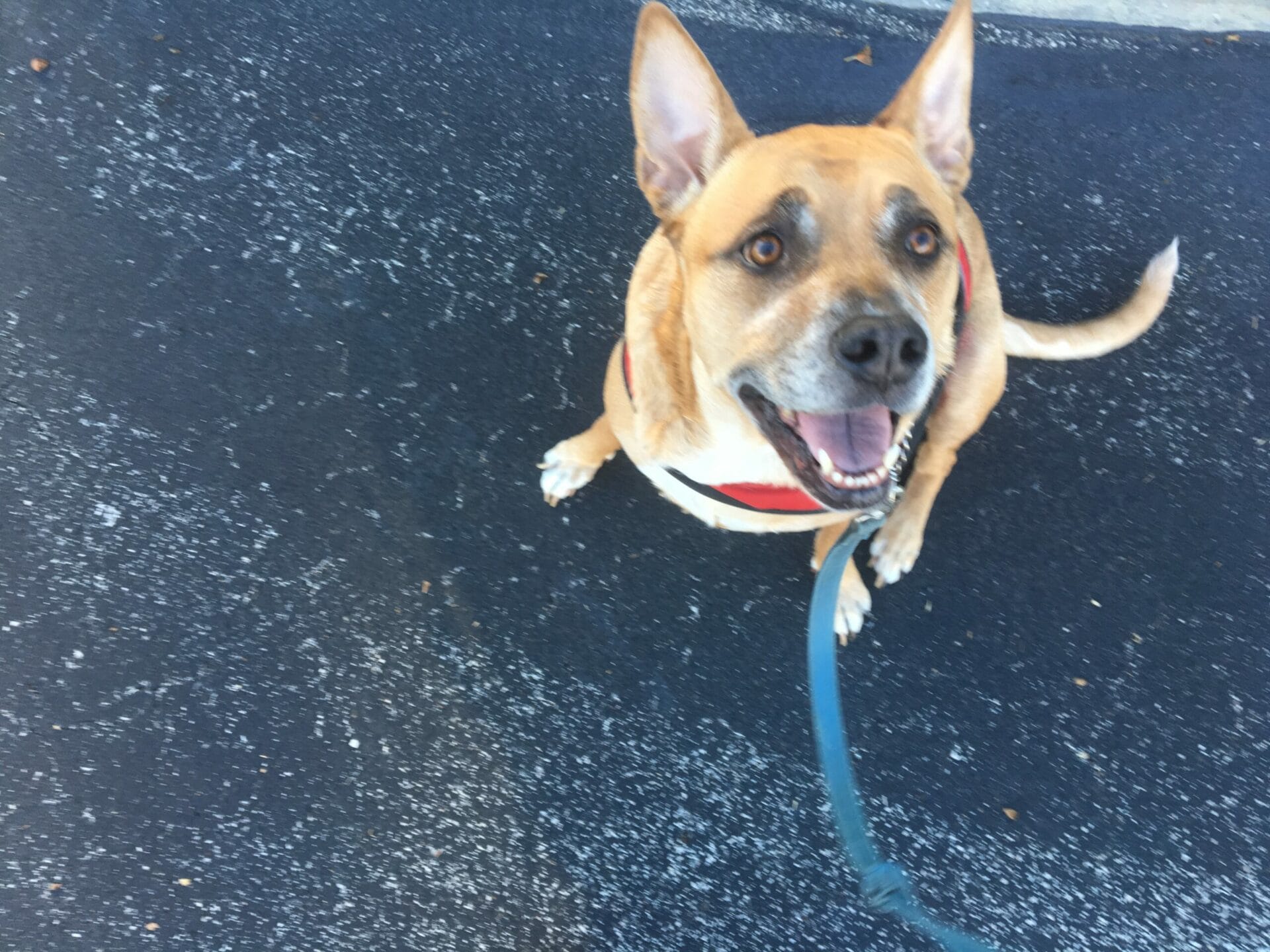 Dog Friendly Indian River County