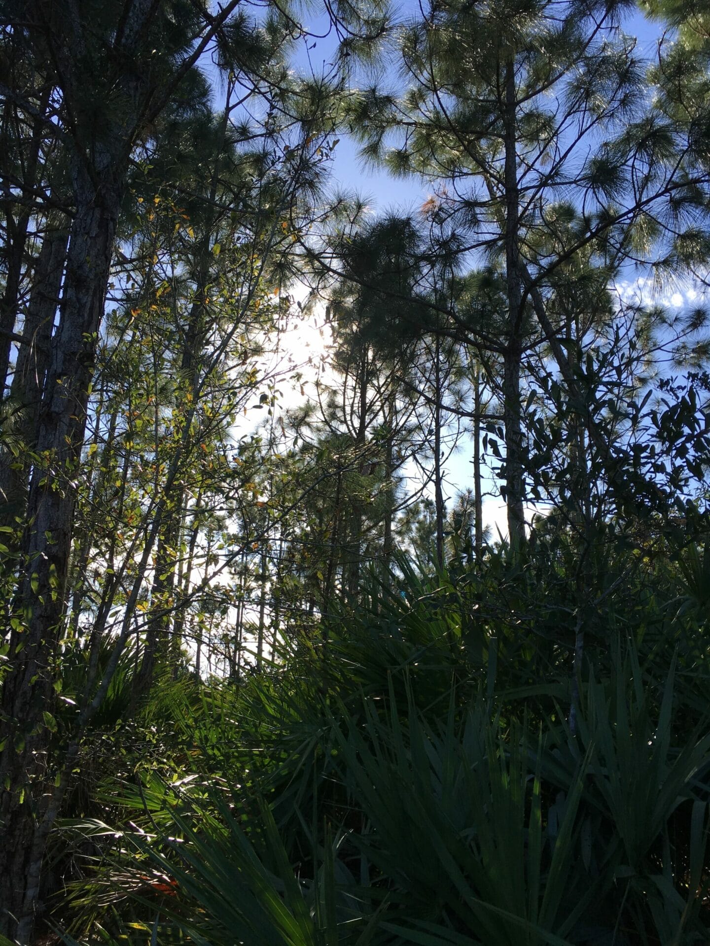 Ten minute dog walk: Halpatiokee Regional Park