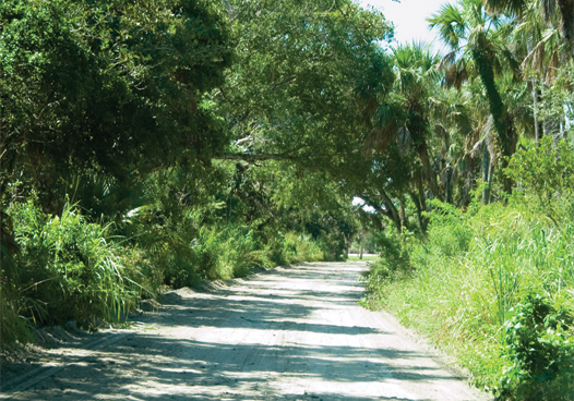 Jungle Trail in Indian River County
