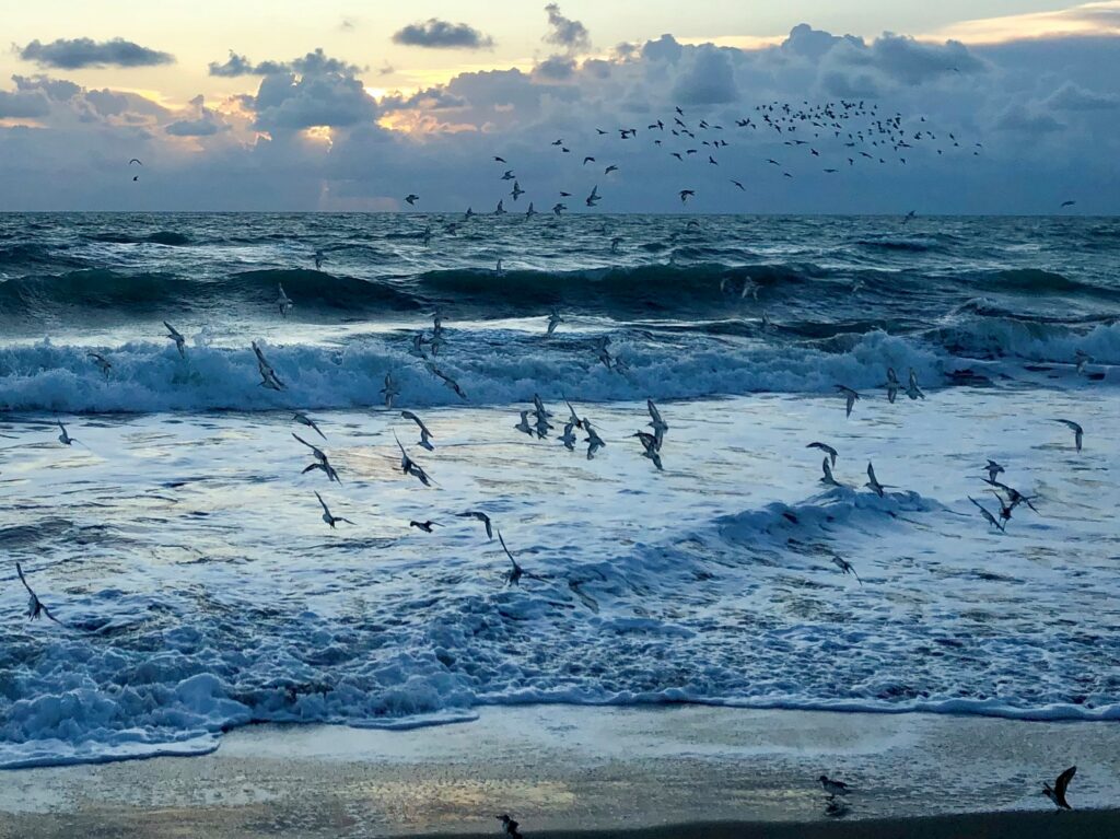 Birds at Walton Rocks by John E. Wood