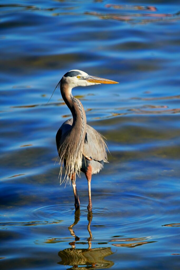 Great Blue in Sebastian by Paul Thibault