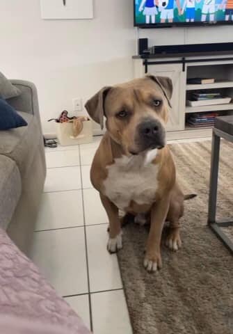 Dog missing after car crash on 95