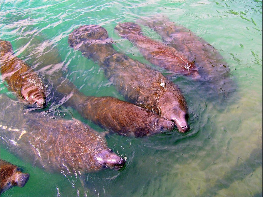manatees
