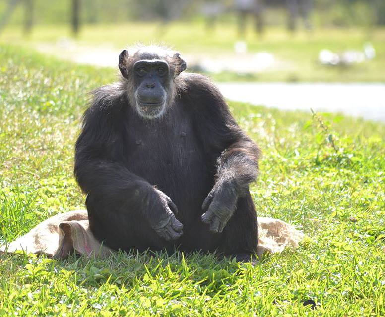 Oldest living chimpanzee dies at Lion Country Safari