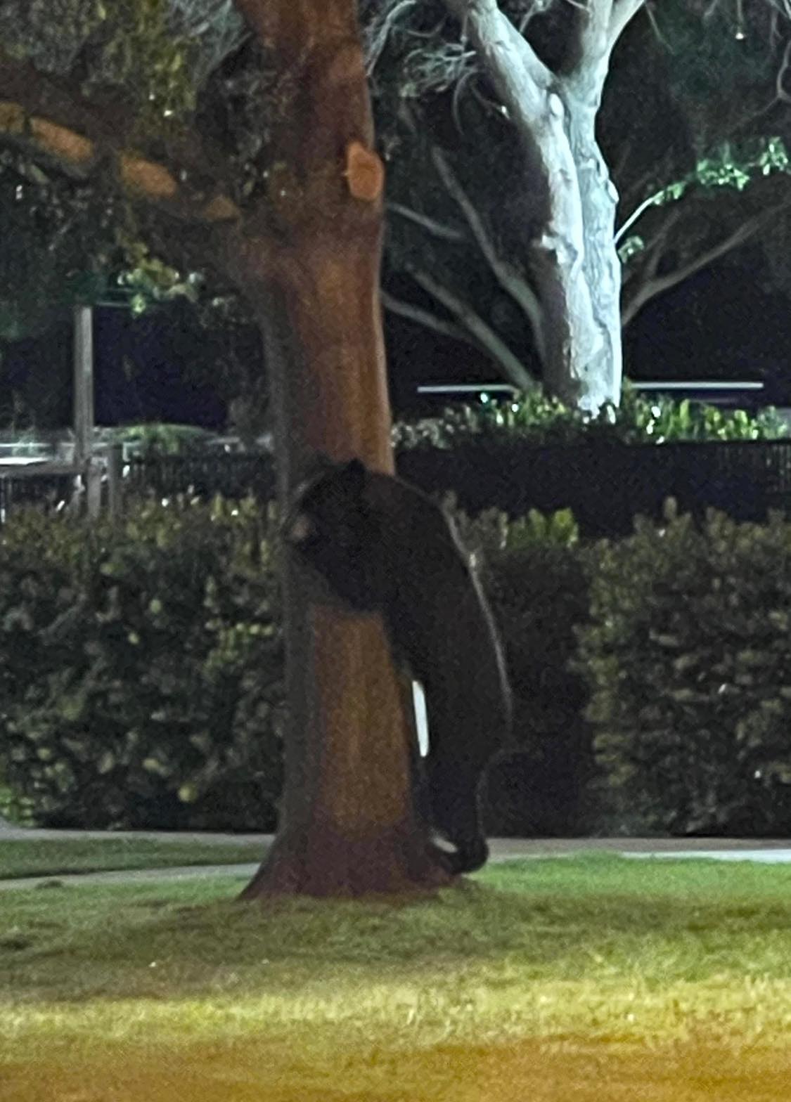 Bear visits Martin County Sheriff’s Office