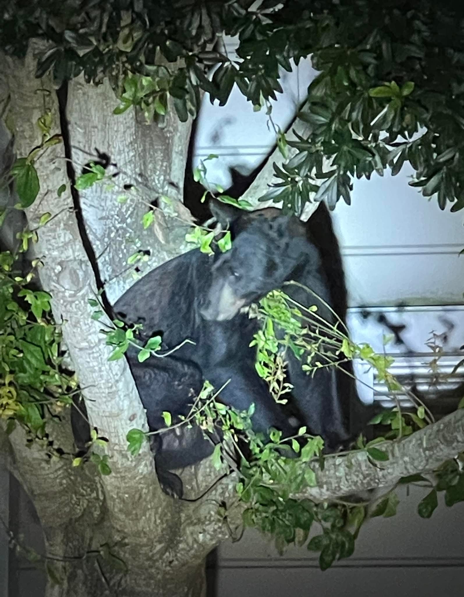 Florida Black Bear visits Martin County Sheriff’s Office