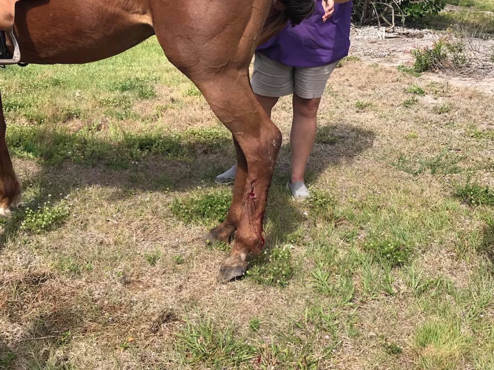 1 horse dead, one injured in incident on Hutchinson Island