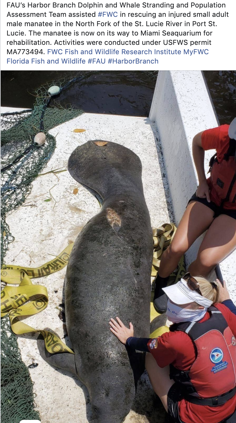  FAU’s Harbor Branch rescues injured manatee