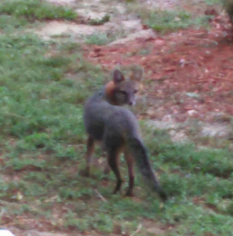 coyote near Jensen Beach Christian Church