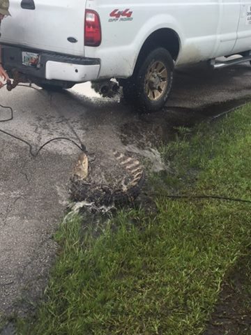 WAYWARD GATOR THAT CHASED LOCAL CHILDREN IN PLAY AREA CAPTURED, RELOCATED