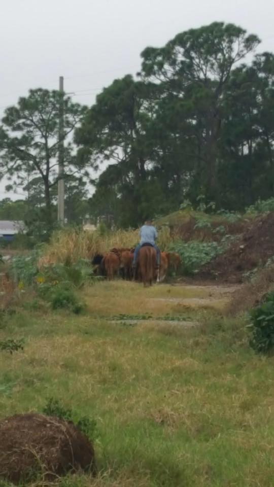 DOZENS OF CATTLE ESCAPE FROM FENCED PASTURE