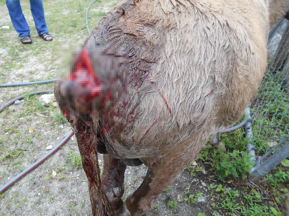 Alert for Palm City Animal owners after attack of livestock (warning graphic photo)