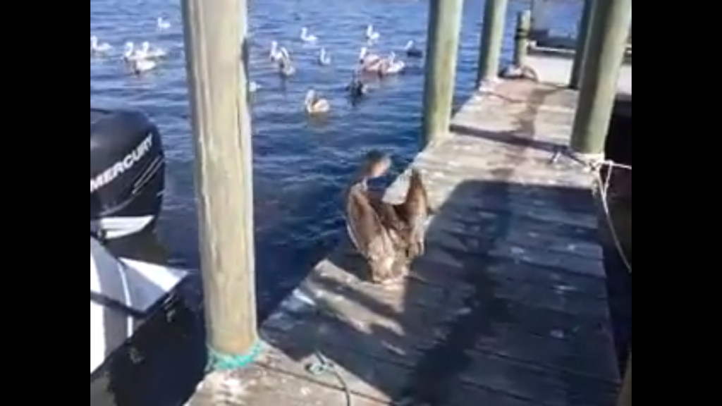 pelicans