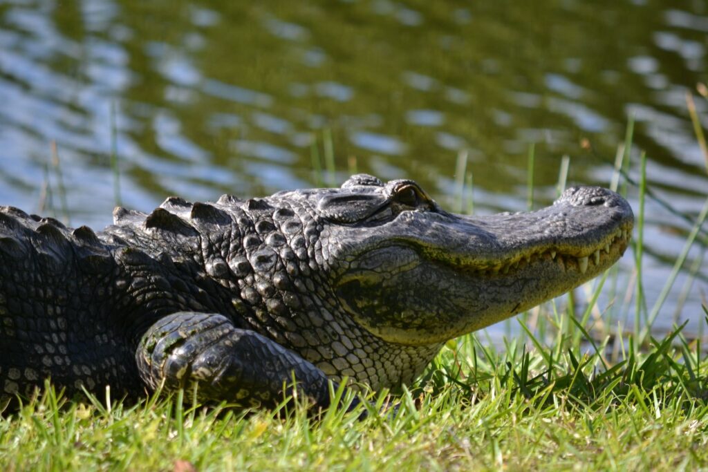 alligator lake okeechobee