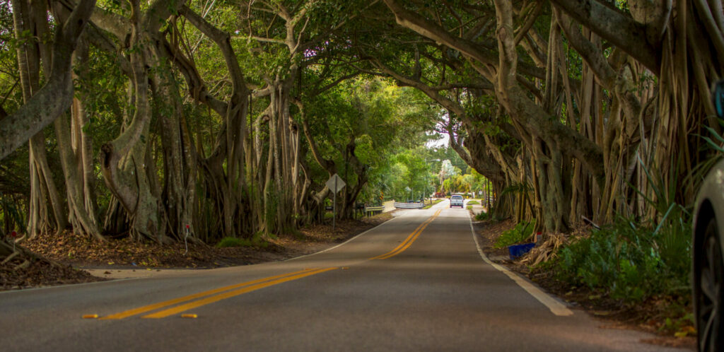banyan trees stuart fl