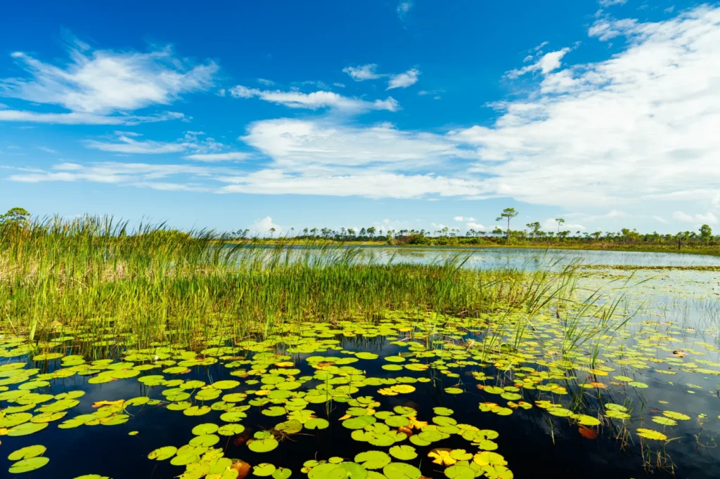 Port St Lucie florida Savannas Preserve State Park