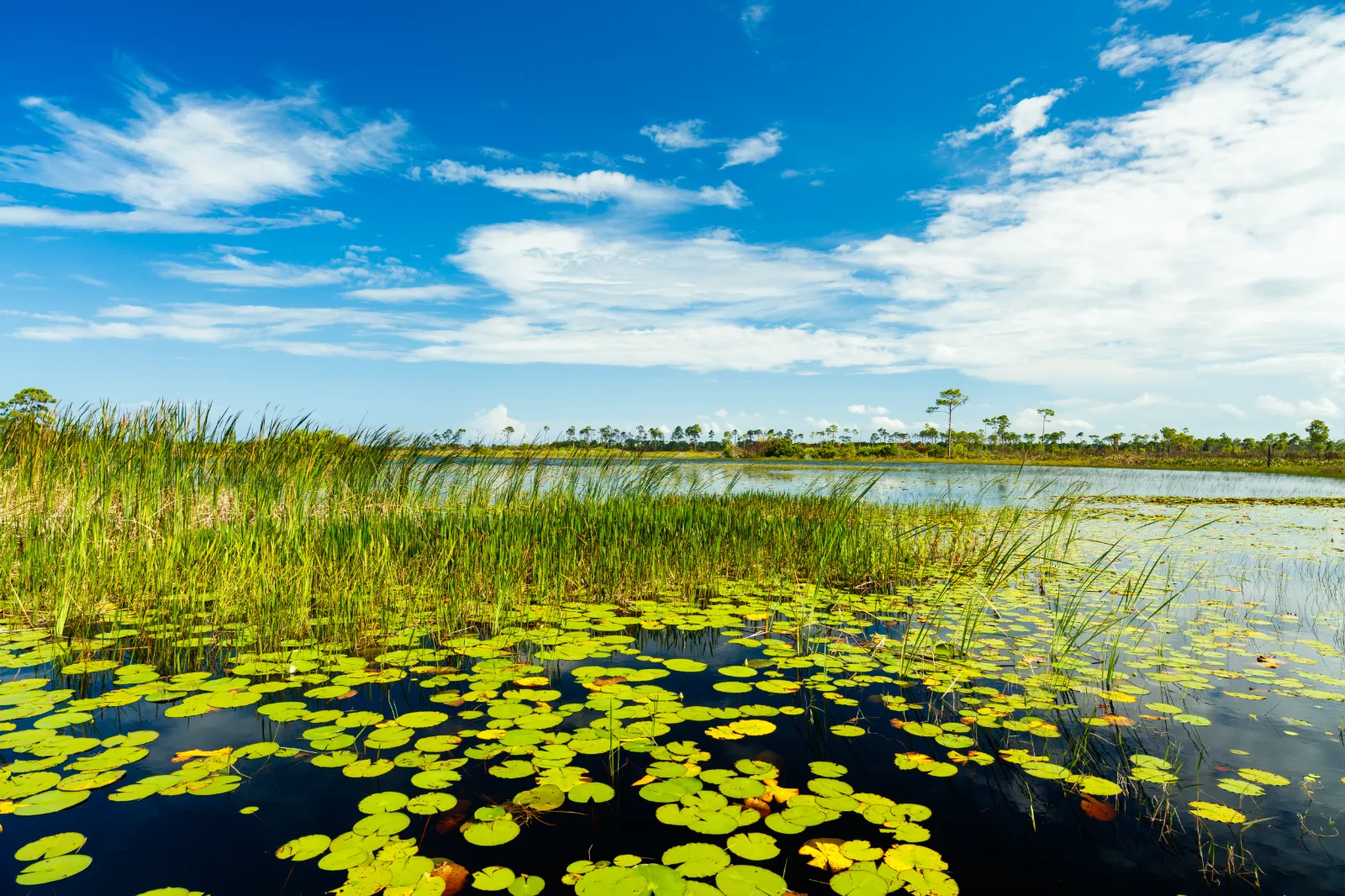 Port St Lucie, FL Things to Do, Restaurants, Deals & More