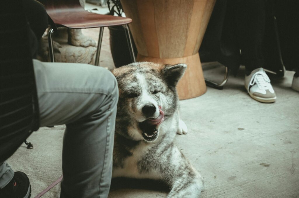 dog eating at a restaurant