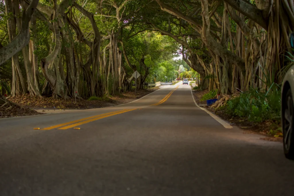 Banyan Tree Tunnel Stuart FL