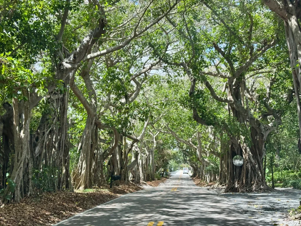 banyan trees road stuart fl