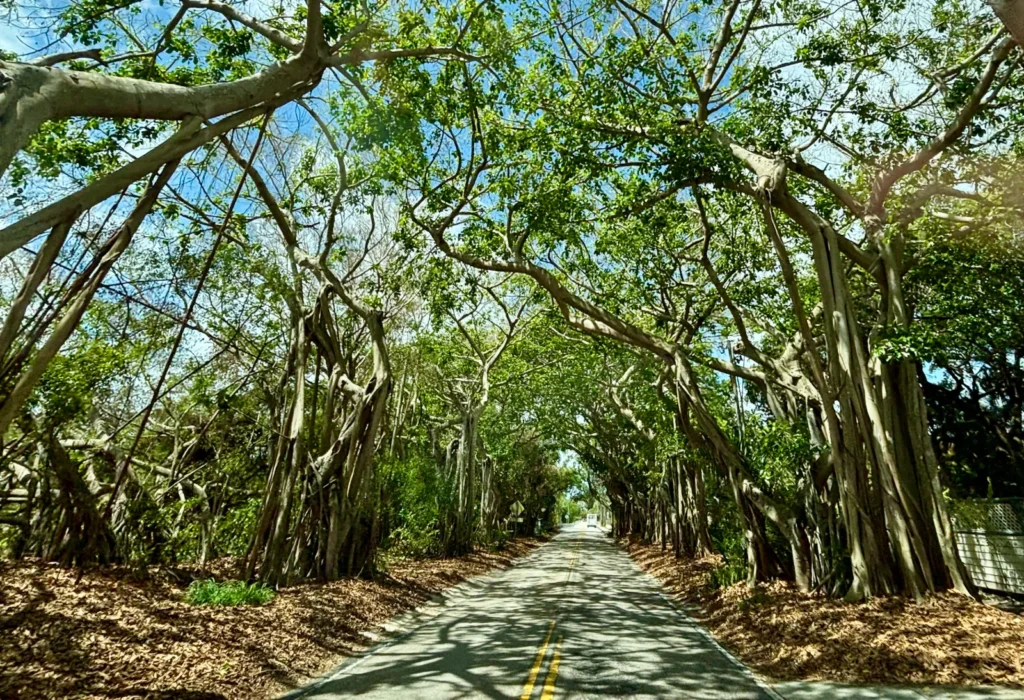 banyan tree tunnel stuart florida