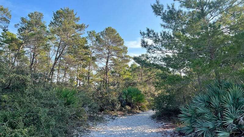 Haney Creek Park Sand Pine Scrub