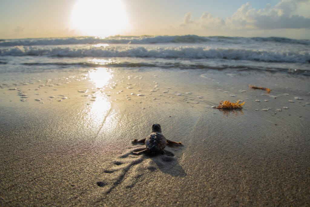 loggerhead sea turtle going to ocean at sunrise