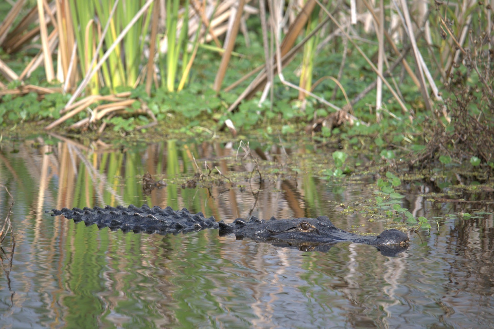alligator vero beach