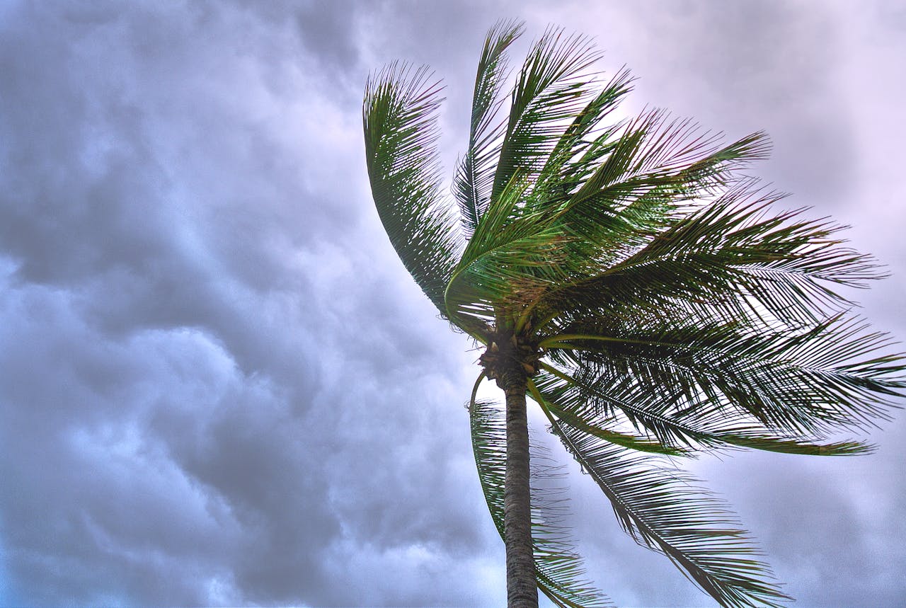 Palm tree blowing in the wind against a cloudy sky
