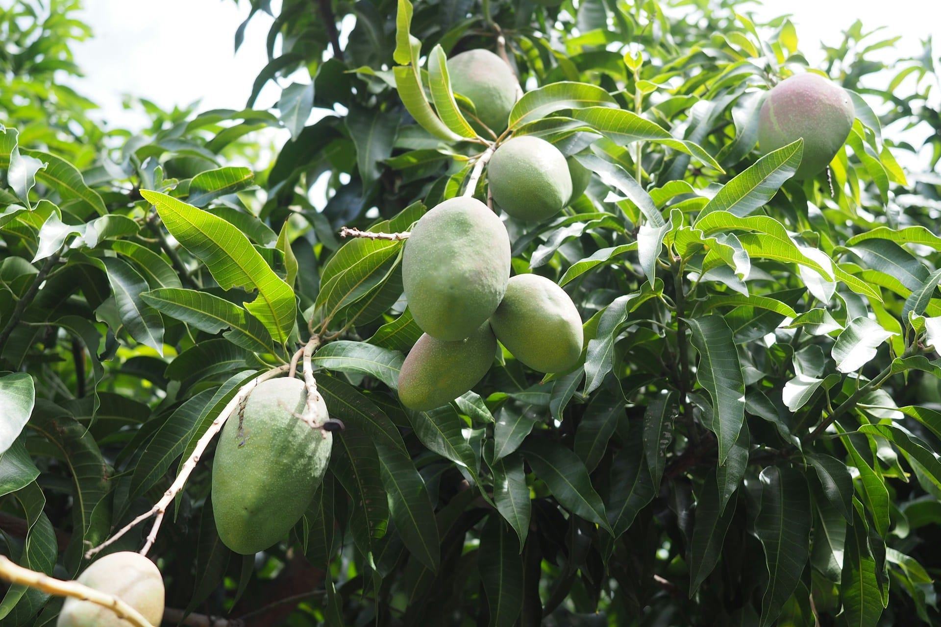 florida food forest mango tree