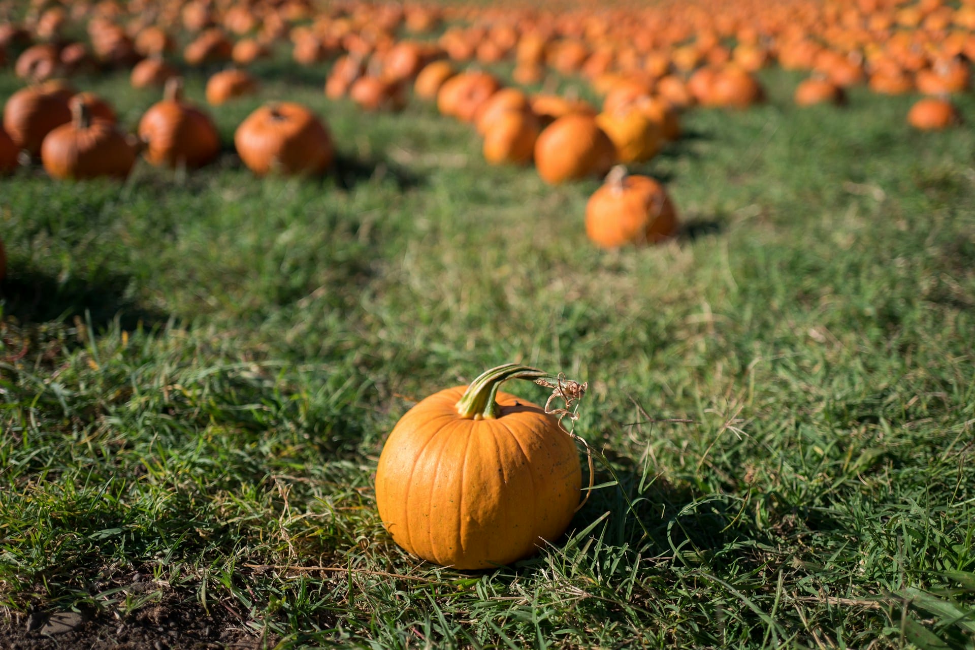 pumpkin patch vero beach