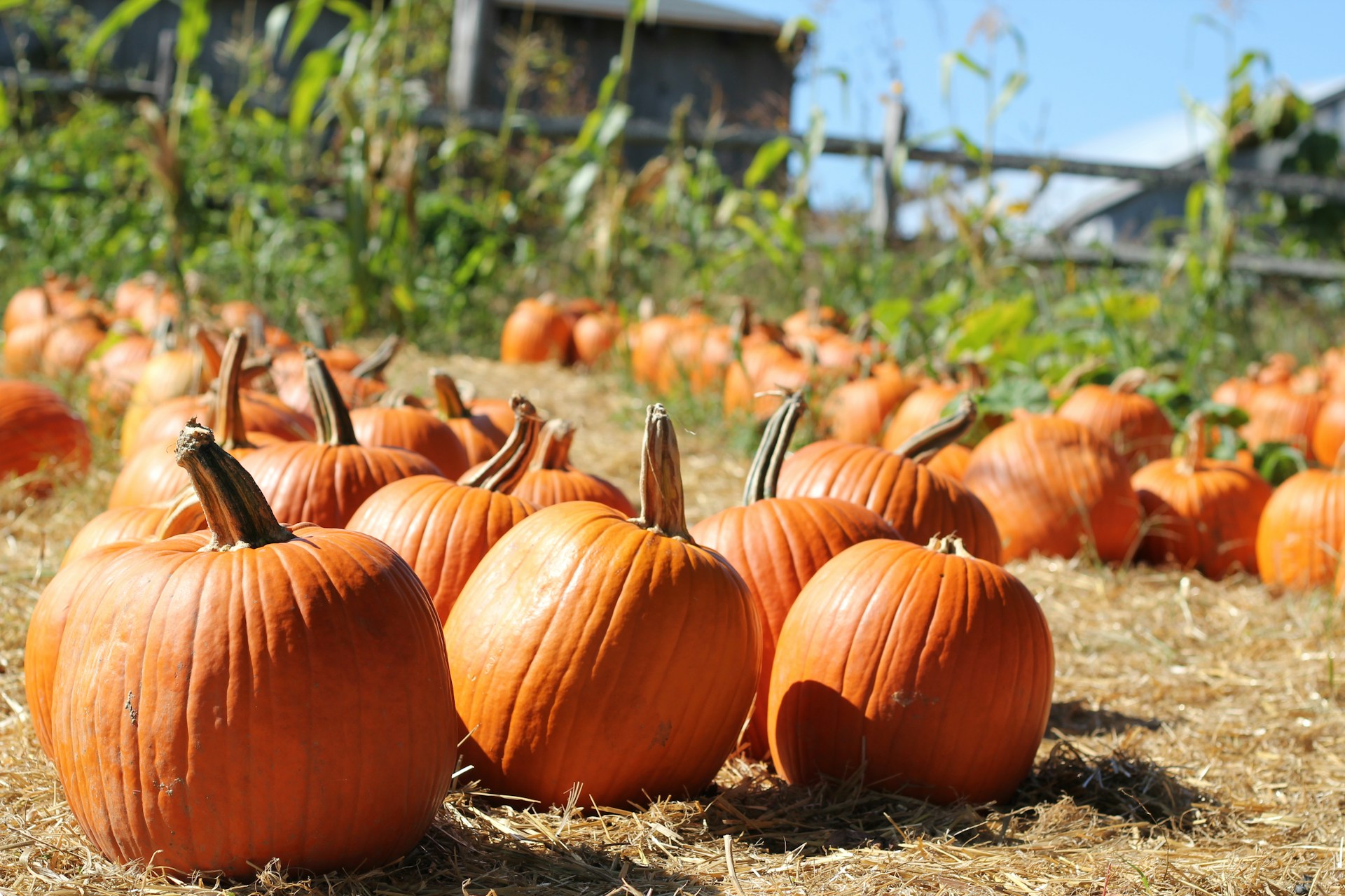 pumpkin patch port st lucie