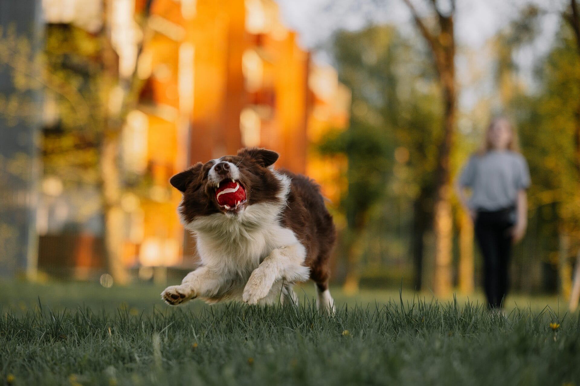 Dog Parks in Stuart Florida