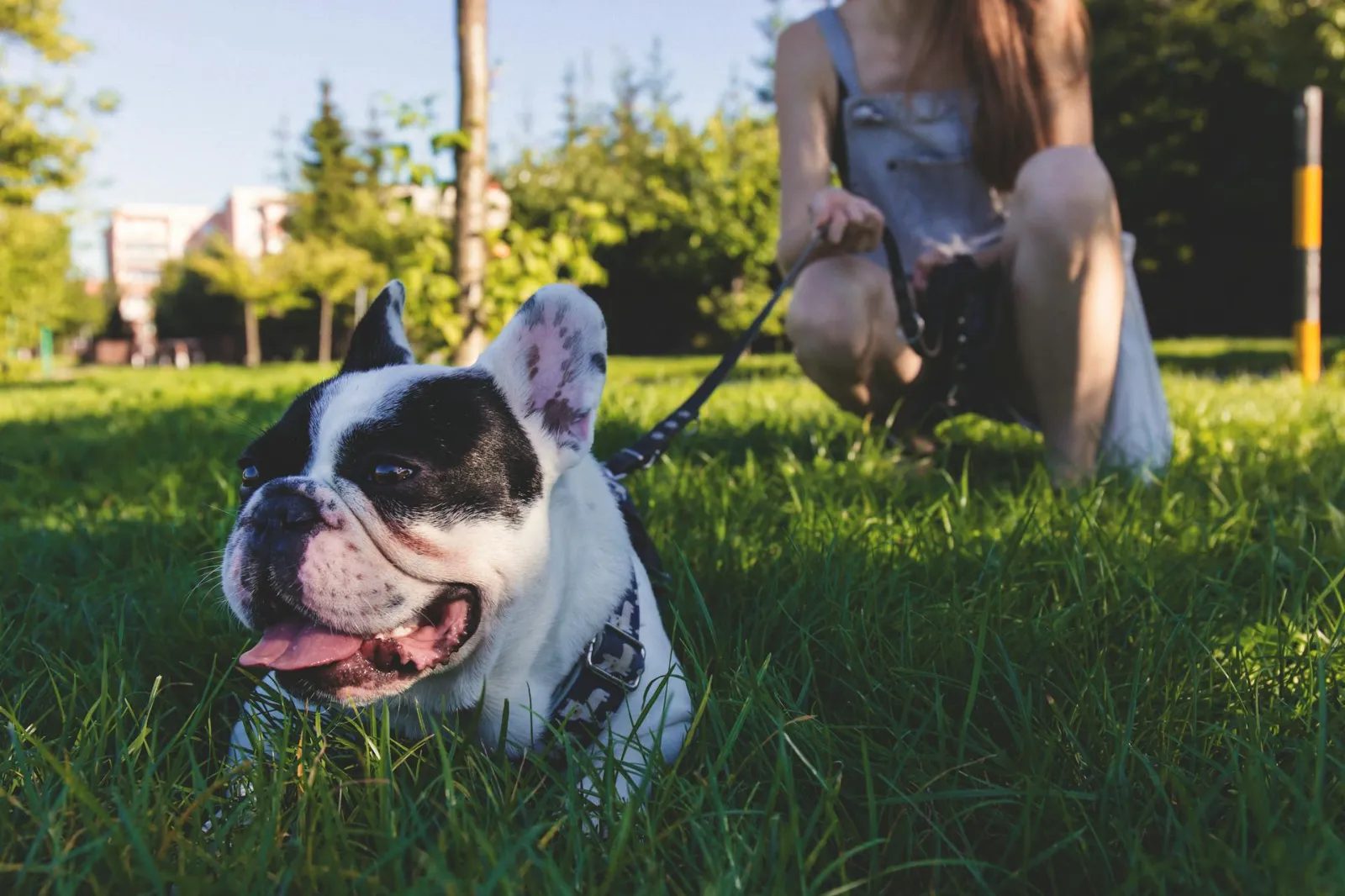 dog laying in dog park