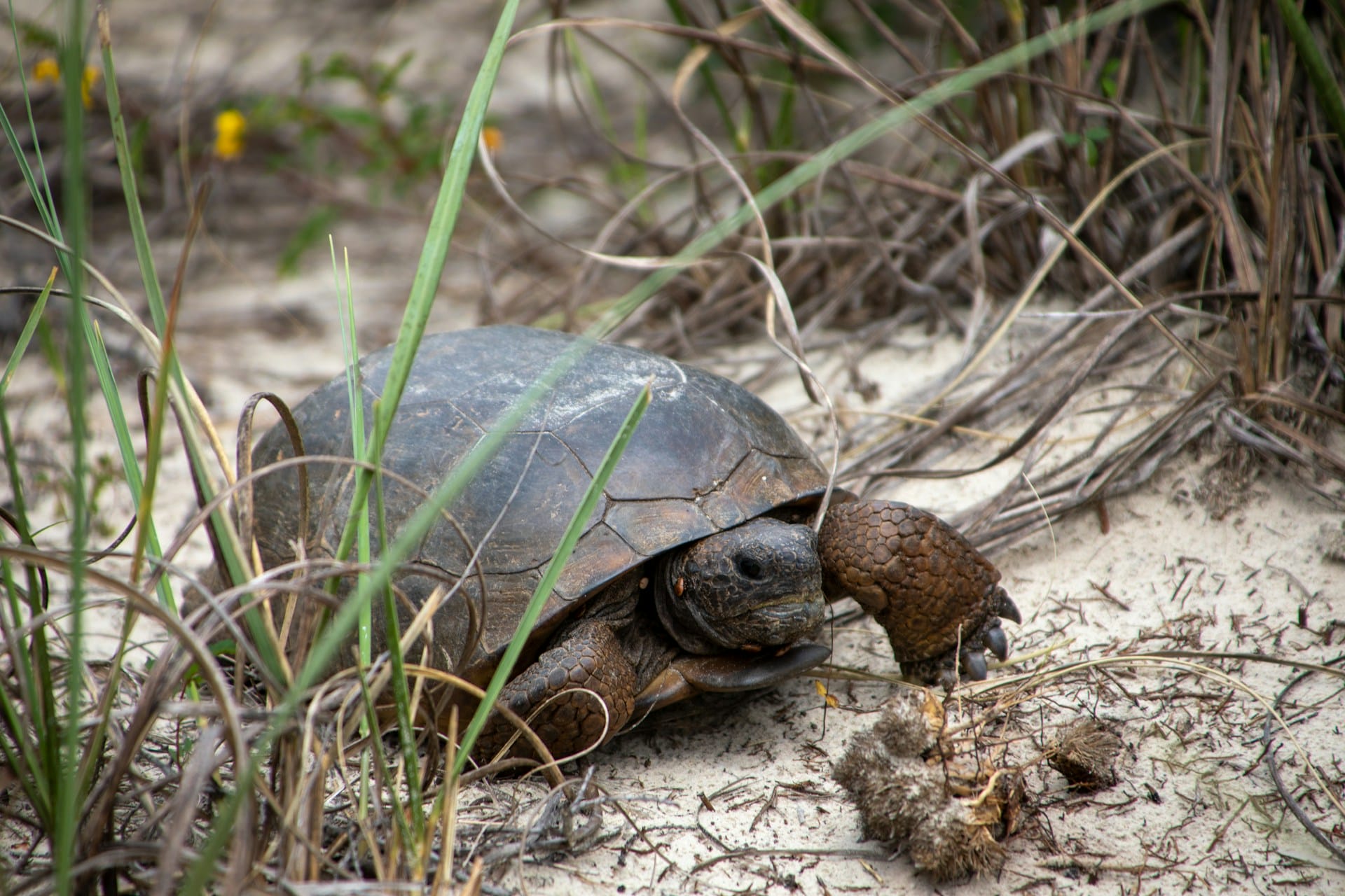 gopher tortoise