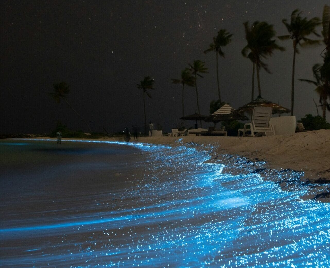 bioluminescent