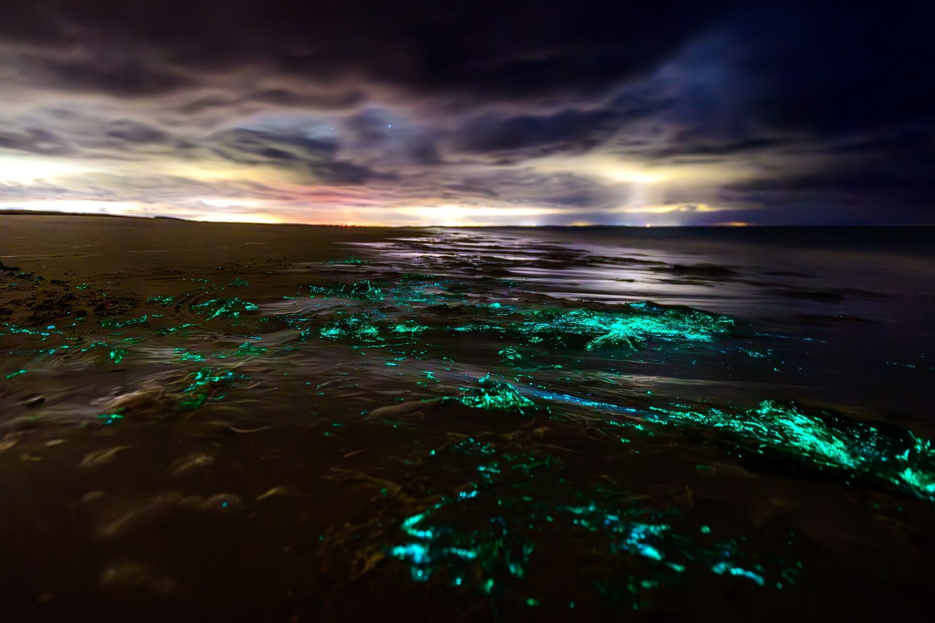 bioluminescent waves