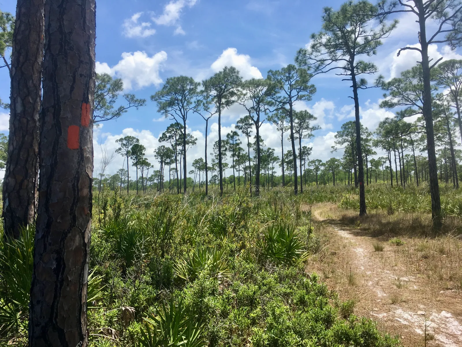 Jonathan Dickinson State Park - Image 13 (March 26, 2026)