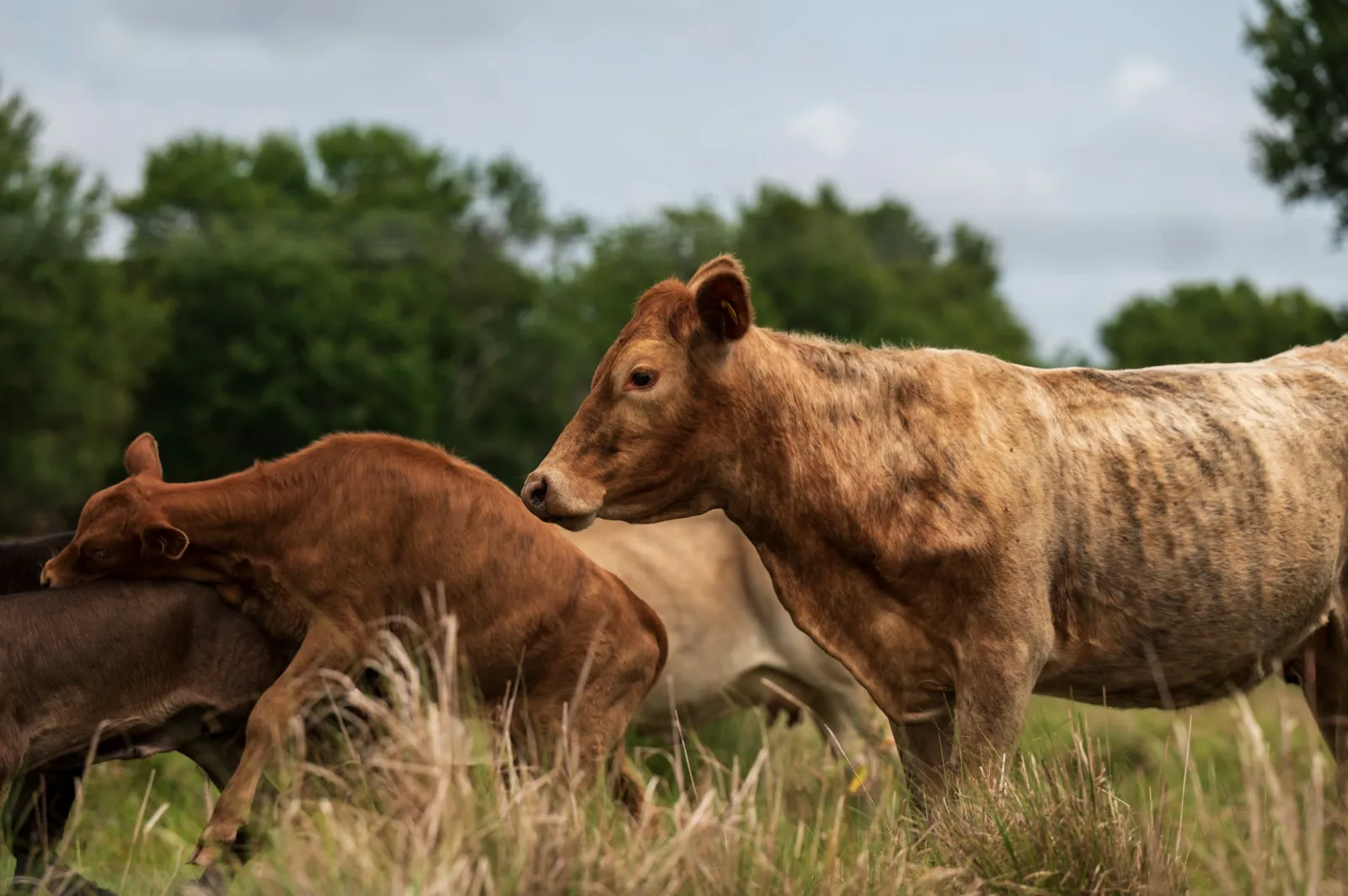 Martin County Residents Challenge Proposed Slaughterhouse Near Lake Okeechobee - Image 01 (March 26, 2026)