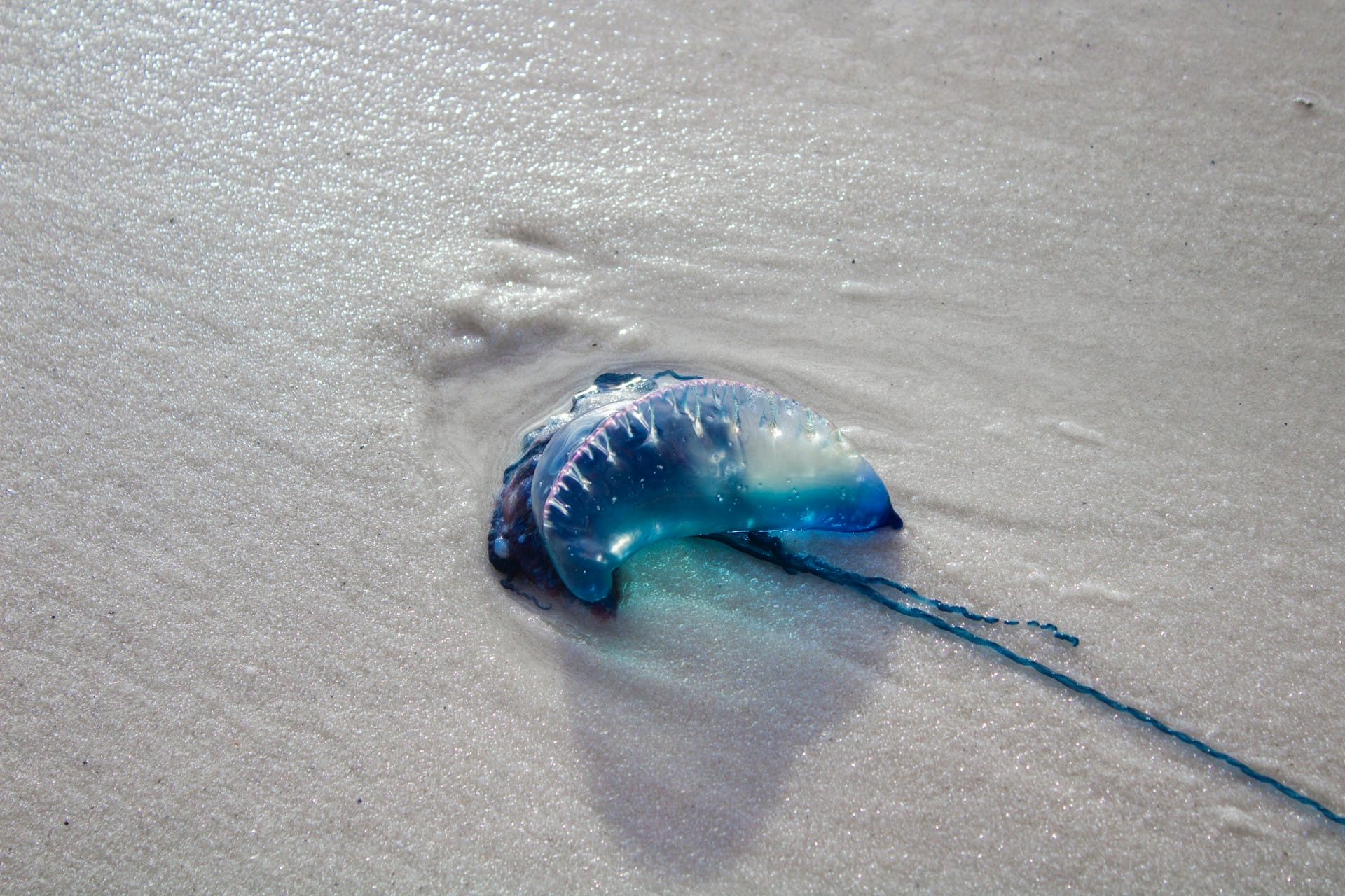 Portuguese man-o-war