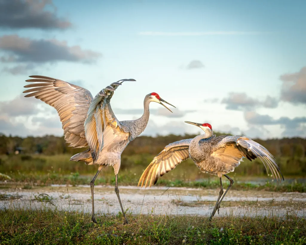 sandhill cranes