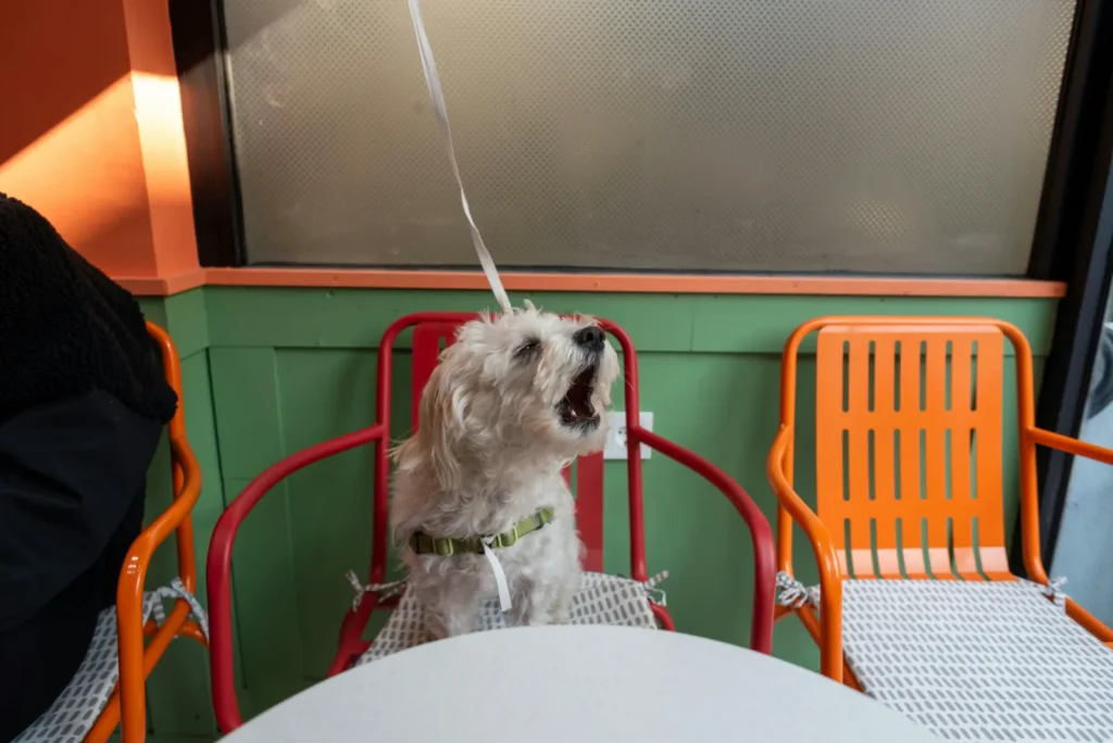 Dog Friendly Restaurants in Fort Pierce, FL