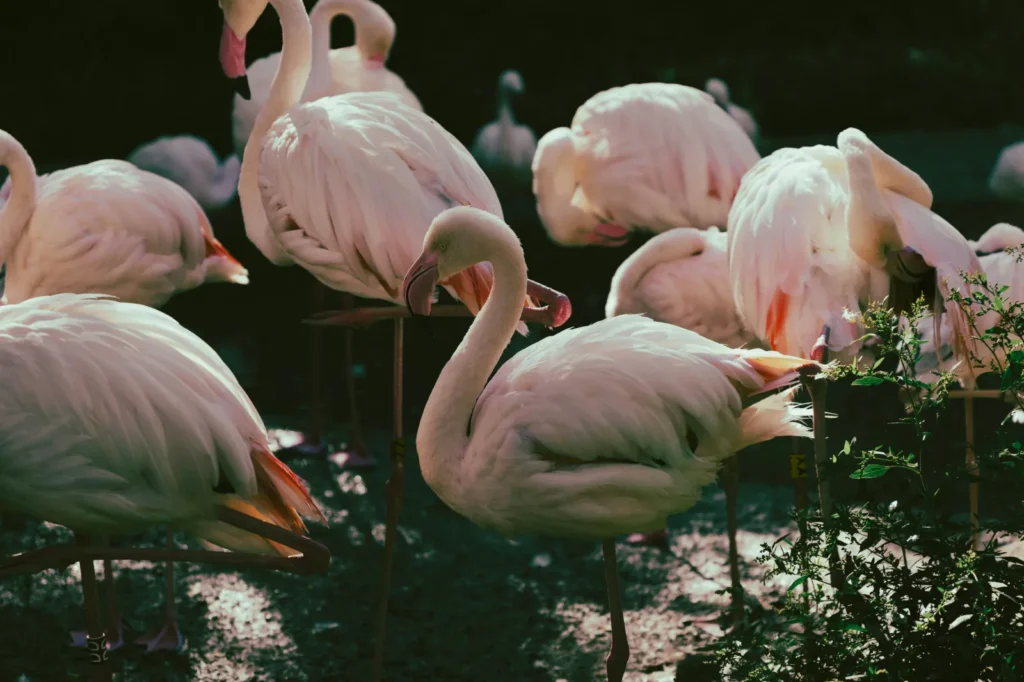 Busch Wildlife Sanctuary