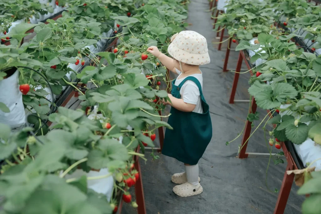 U-Pick Farms on the Treasure Coast
