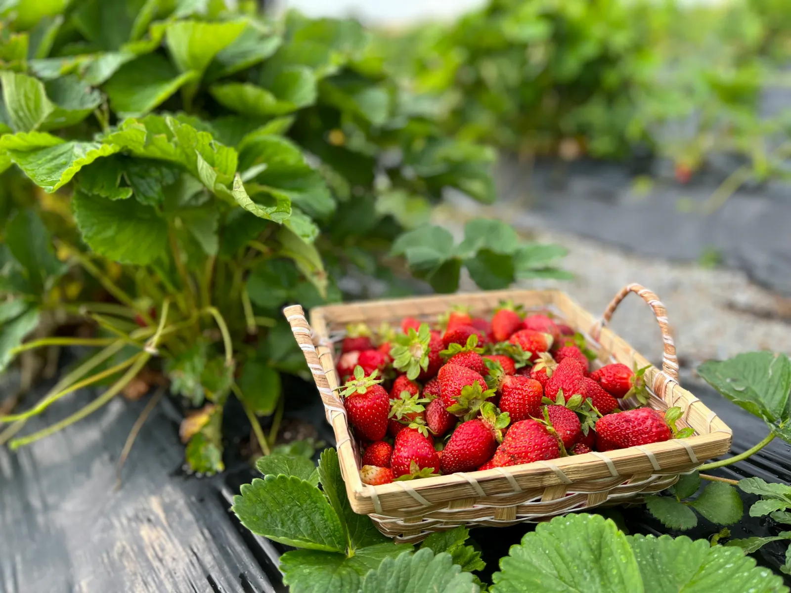 U-Pick Farms on the Treasure Coast - Image 02 (April 23, 2026)