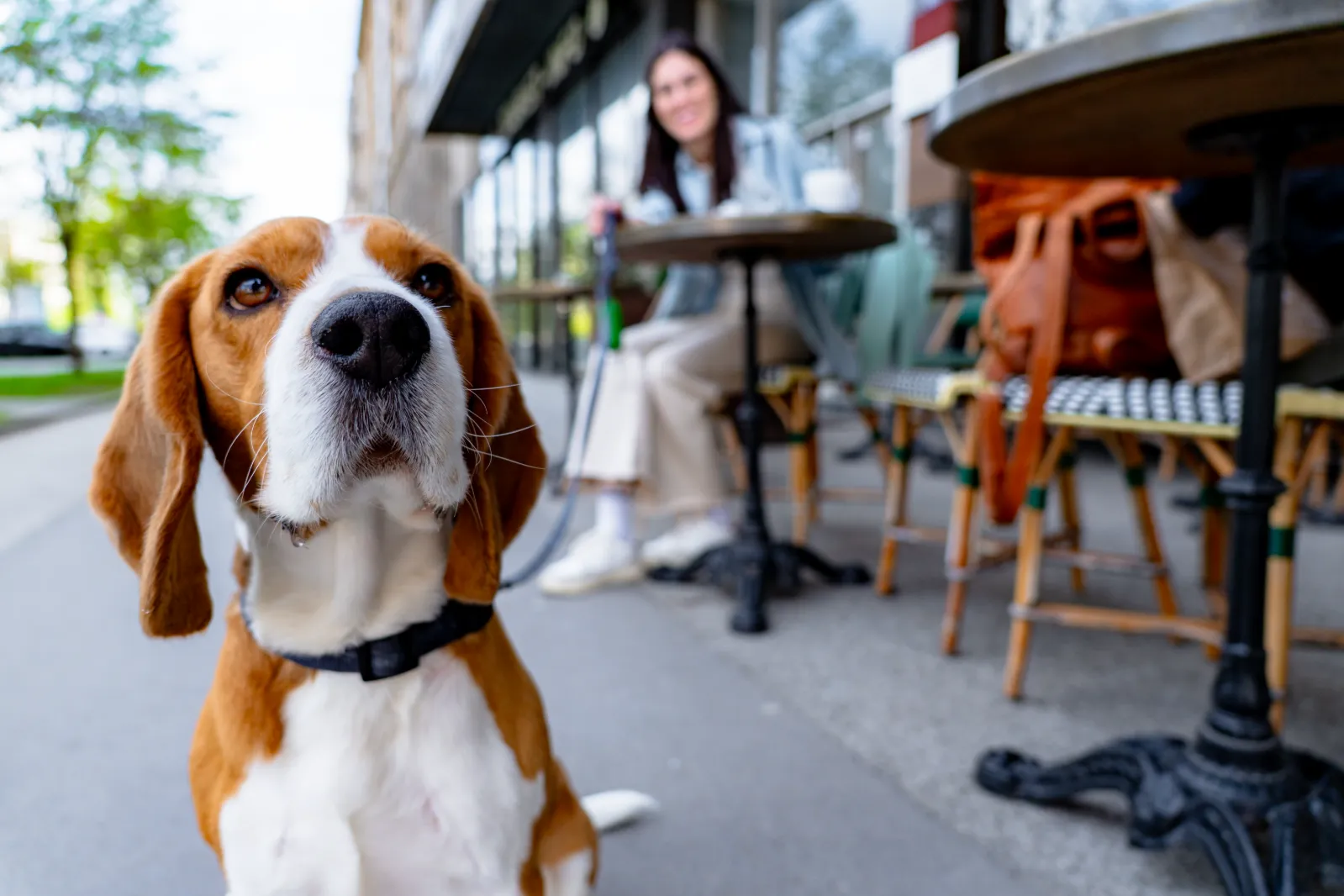 Dog Friendly Restaurants Jensen Beach: Best Local Guide - Image 01 (June 4, 2026)