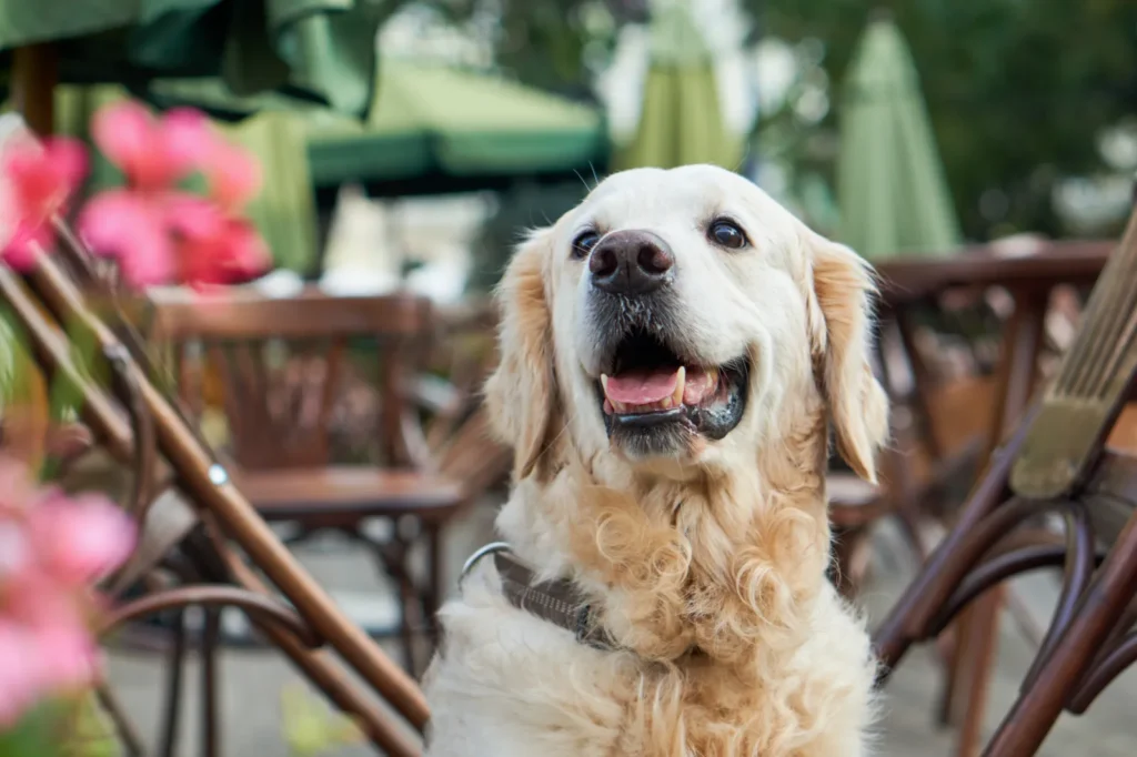 Dog Friendly Restaurants Vero Beach: Ultimate Local Guide - Image 01 (June 4, 2026)