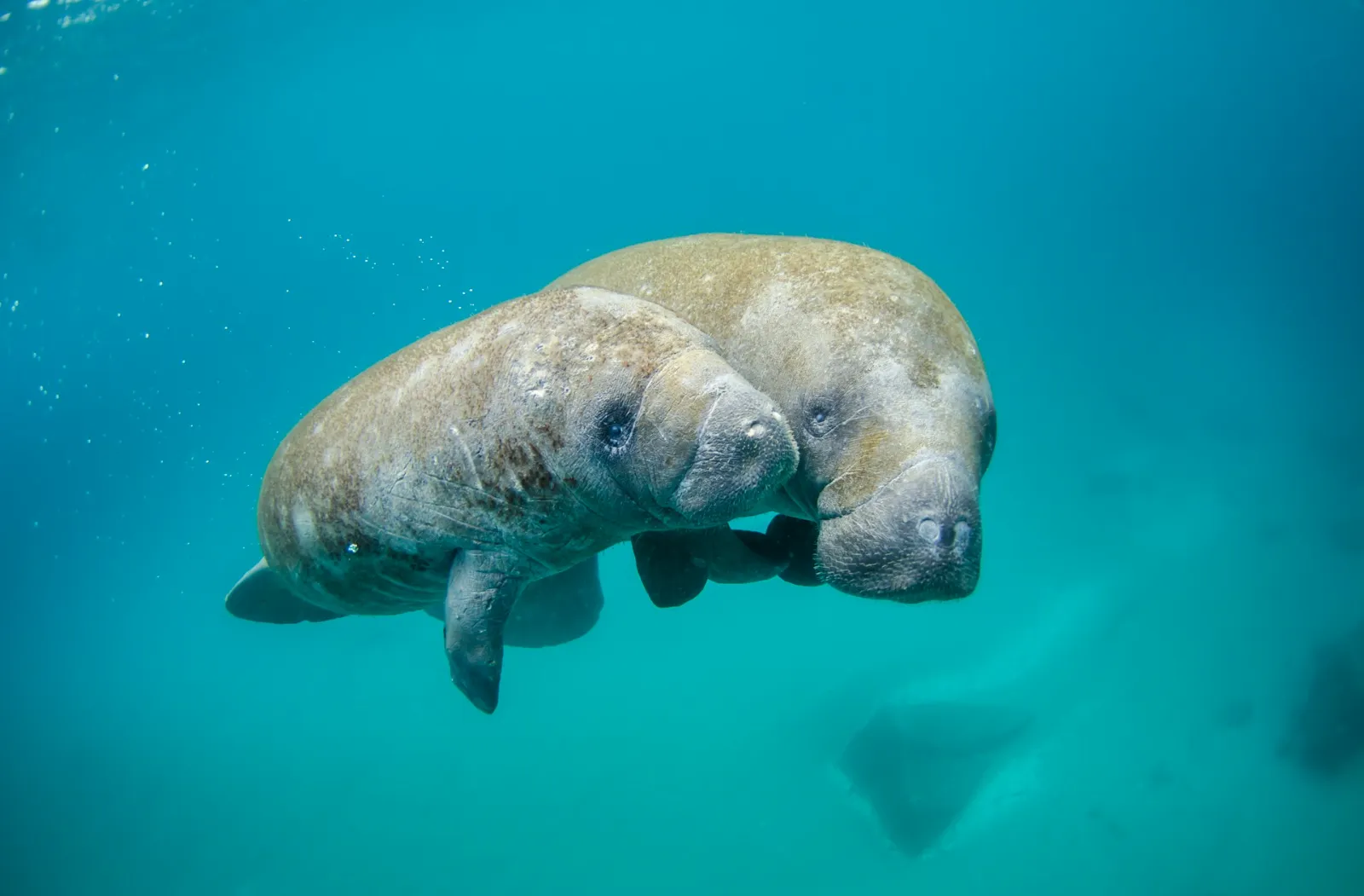 west indian manatees